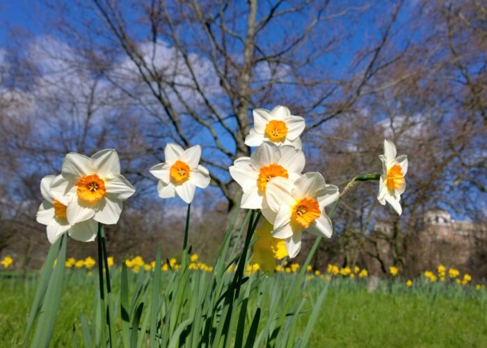 Core Strength is key to reduce back pain this Spring